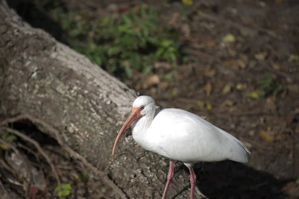 Ibis biały z bliska — Zdjęcie stockowe