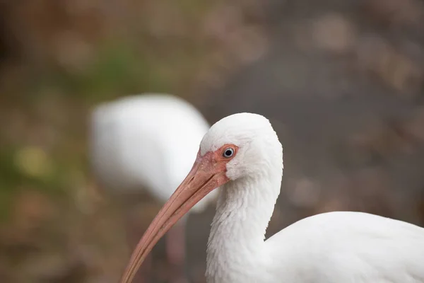 Ibis biały z bliska — Zdjęcie stockowe