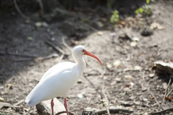 Gros plan d'un ibis blanc — Photo