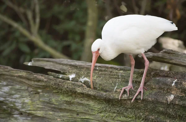 Gros plan d'un ibis blanc — Photo