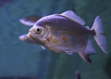 kırmızı karınlı piranha