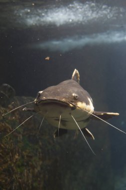 Redtail yayın balığı yakın çekim