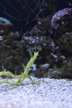 Seadragons yakın çekim