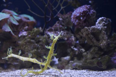 Seadragons yakın çekim