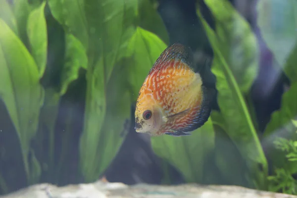 Оранжевый голубь BloodDiscus Fish — стоковое фото