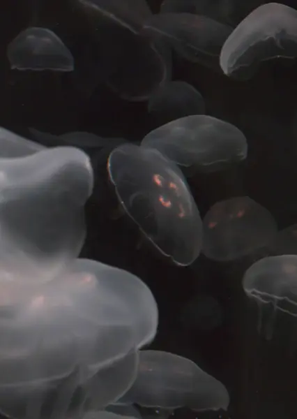 Рой медуз — стоковое фото