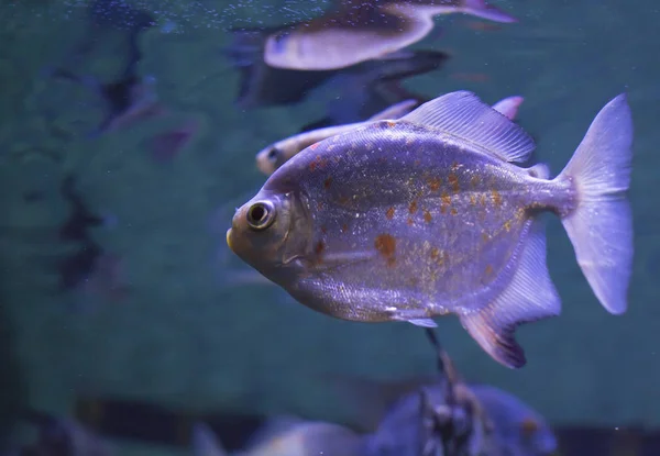 Piranha de barriga vermelha — Fotografia de Stock