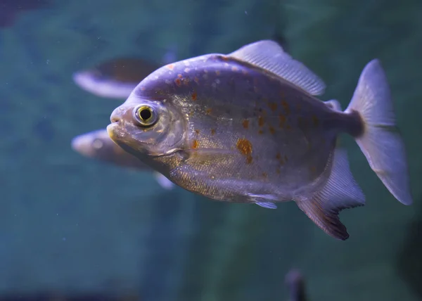 Rode-bellied piranha — Stockfoto
