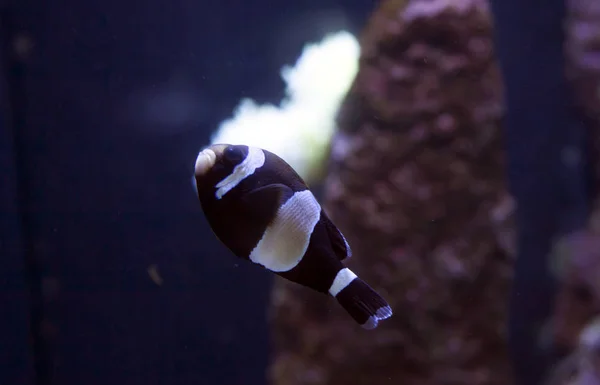 Anemonefish의 클로즈업 — 스톡 사진