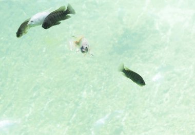 Tatlı su Nehir balığı