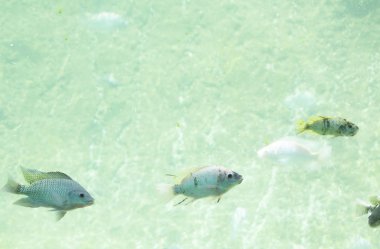 Tatlı su Nehir balığı