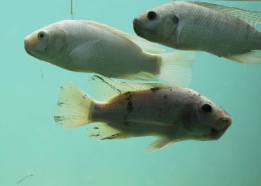 Tatlı su Nehir balığı