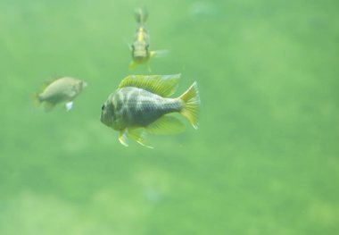 Tatlı su Nehir balığı