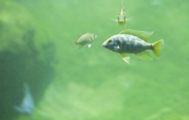 Tatlı su Nehir balığı