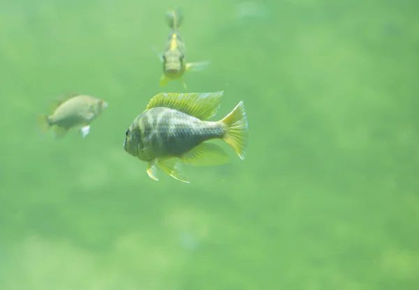 Прісноводних річкова риба — стокове фото