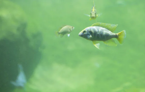 Rio de água doce Peixe — Fotografia de Stock