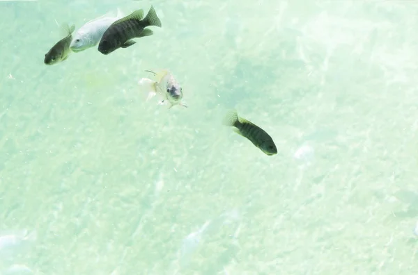 Poissons de rivière d'eau douce — Photo