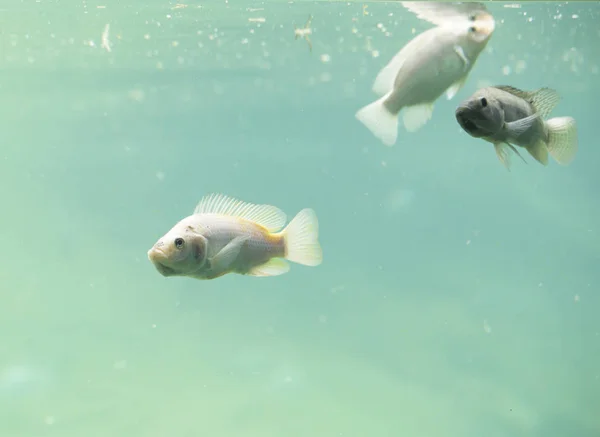 Rio de água doce Peixe — Fotografia de Stock