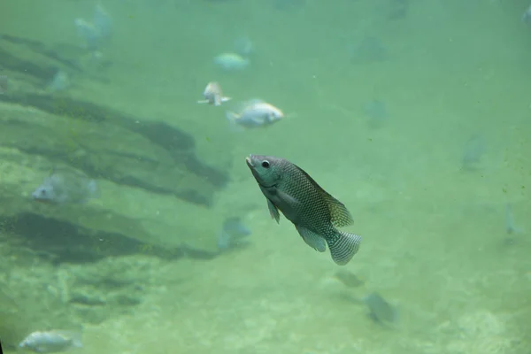 川の淡水魚 — ストック写真