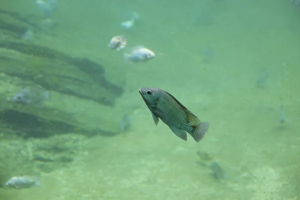 Rio de água doce Peixe — Fotografia de Stock