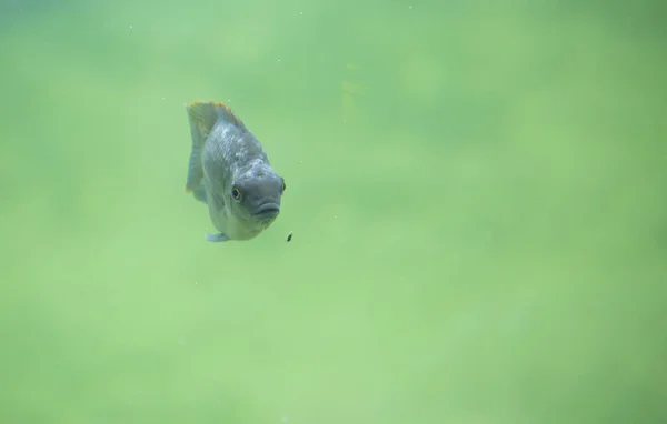 단일 민물고기 — 스톡 사진