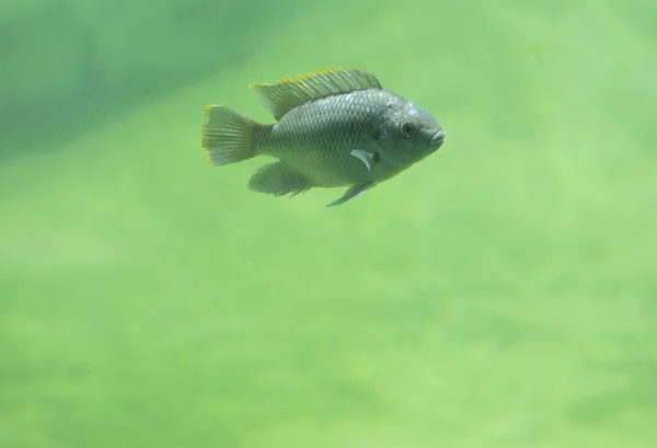 Single Freshwater Fish — Stock Photo, Image