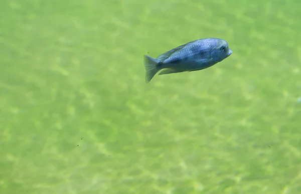 Tek, mavi balık — Stok fotoğraf