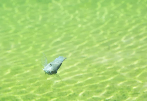 Close-Up de peixe de Rio — Fotografia de Stock