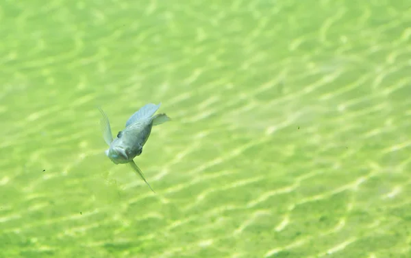 Close-Up de peixe de Rio — Fotografia de Stock