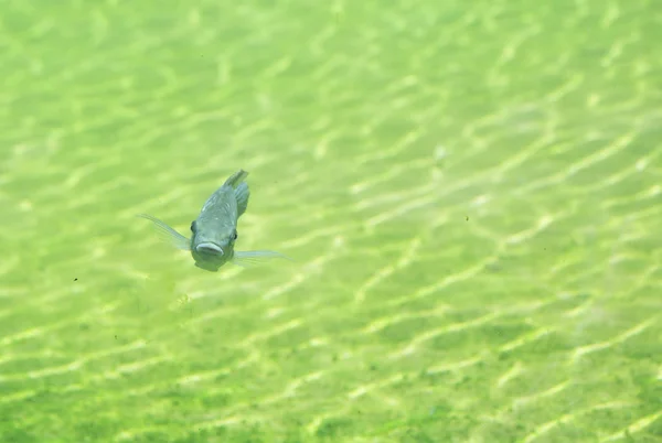 Close Up del pesce di fiume — Foto Stock