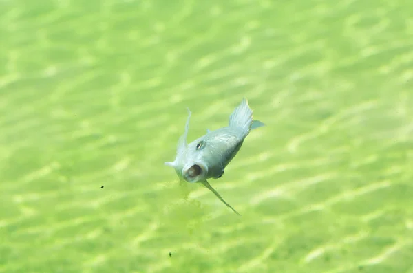 Close Up del pesce di fiume — Foto Stock