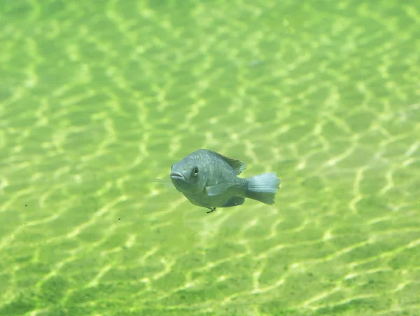 Primer plano de peces del río — Foto de Stock