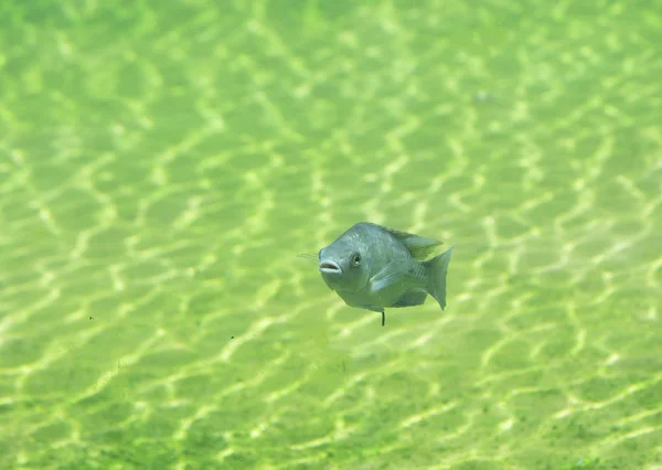 민물 강에 있는 물고기 — 스톡 사진