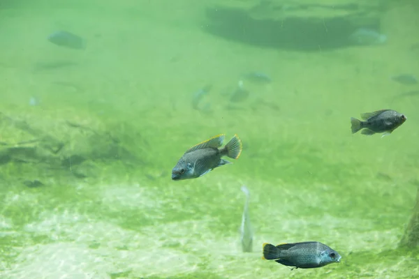 Vissen in zoet water rivier — Stockfoto