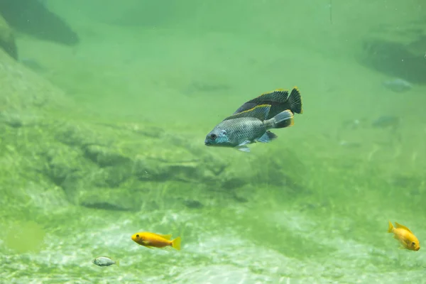 Peixe no rio de água doce — Fotografia de Stock