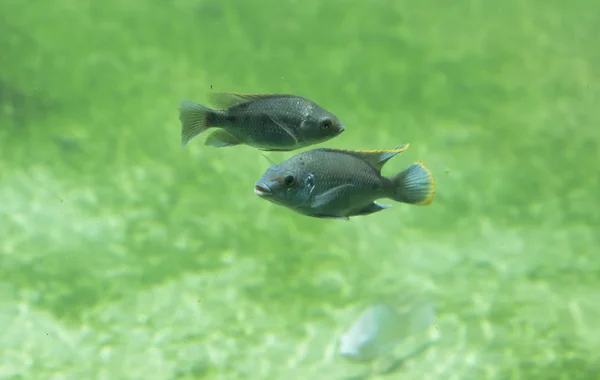 Риби в прісної води річки — стокове фото