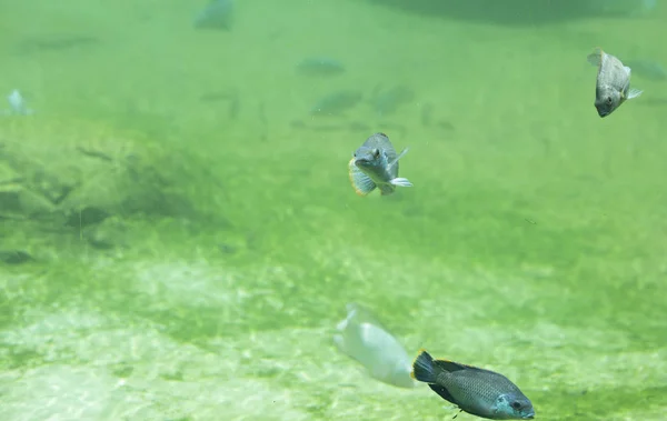 Tatlı su Nehri'nde balık — Stok fotoğraf