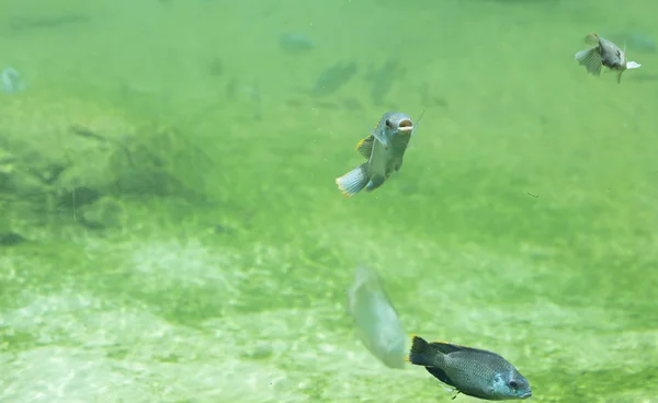 Peixe no rio de água doce — Fotografia de Stock