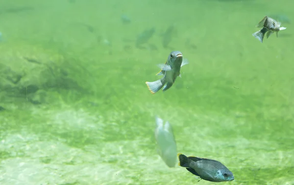 Peixe no rio de água doce — Fotografia de Stock