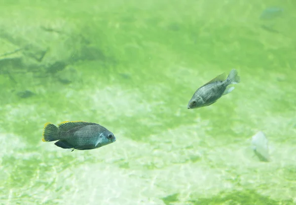 Peixe no rio de água doce — Fotografia de Stock