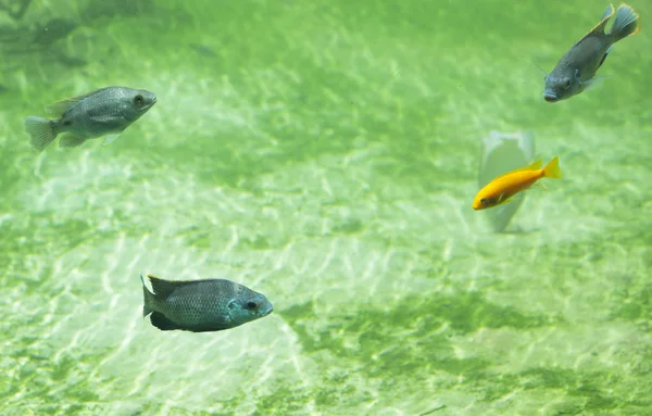 Peixe no rio de água doce — Fotografia de Stock