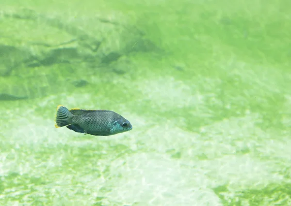 Vissen in zoet water rivier — Stockfoto