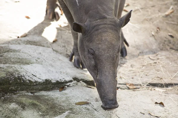 Close Up van een Babirusa — Stockfoto