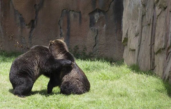 Barna grizzly medve — Stock Fotó