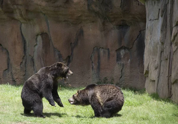 Orso grizzly marrone — Foto Stock