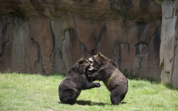 Orso grizzly marrone — Foto Stock