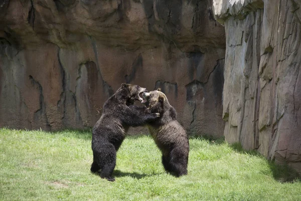 Orso grizzly marrone — Foto Stock