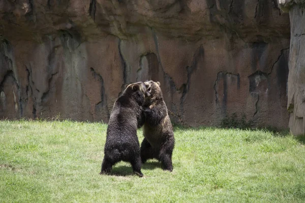 Barna grizzly medve — Stock Fotó