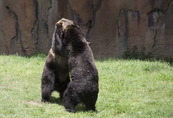 Urso pardo — Fotografia de Stock