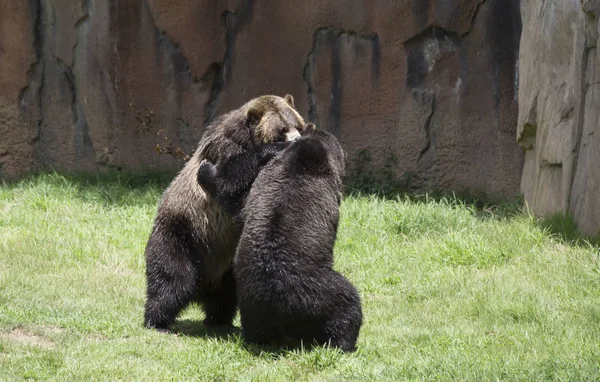 Barna grizzly medve — Stock Fotó